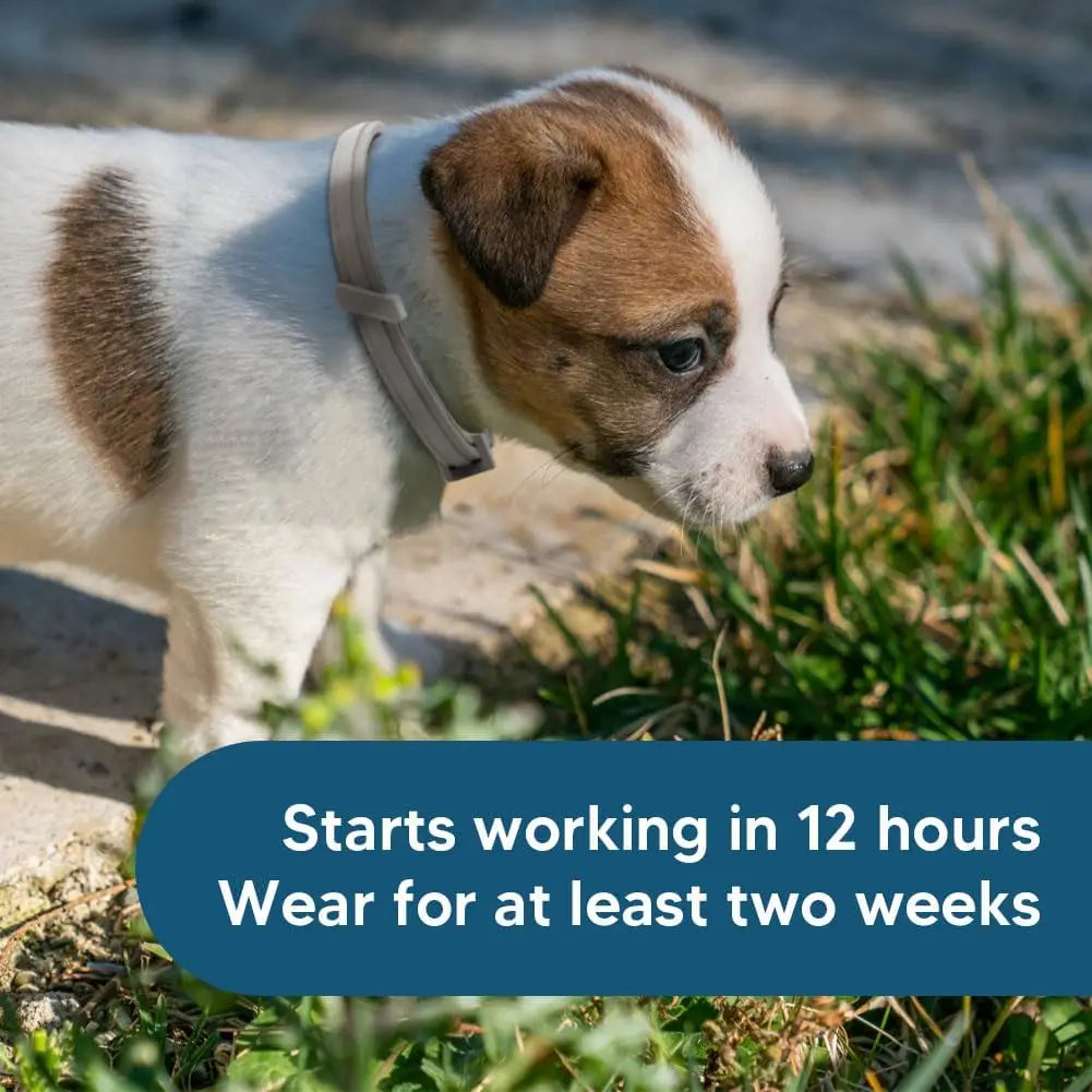 Small Dog Flea & Tick Collar Lasts Up to 8 Months