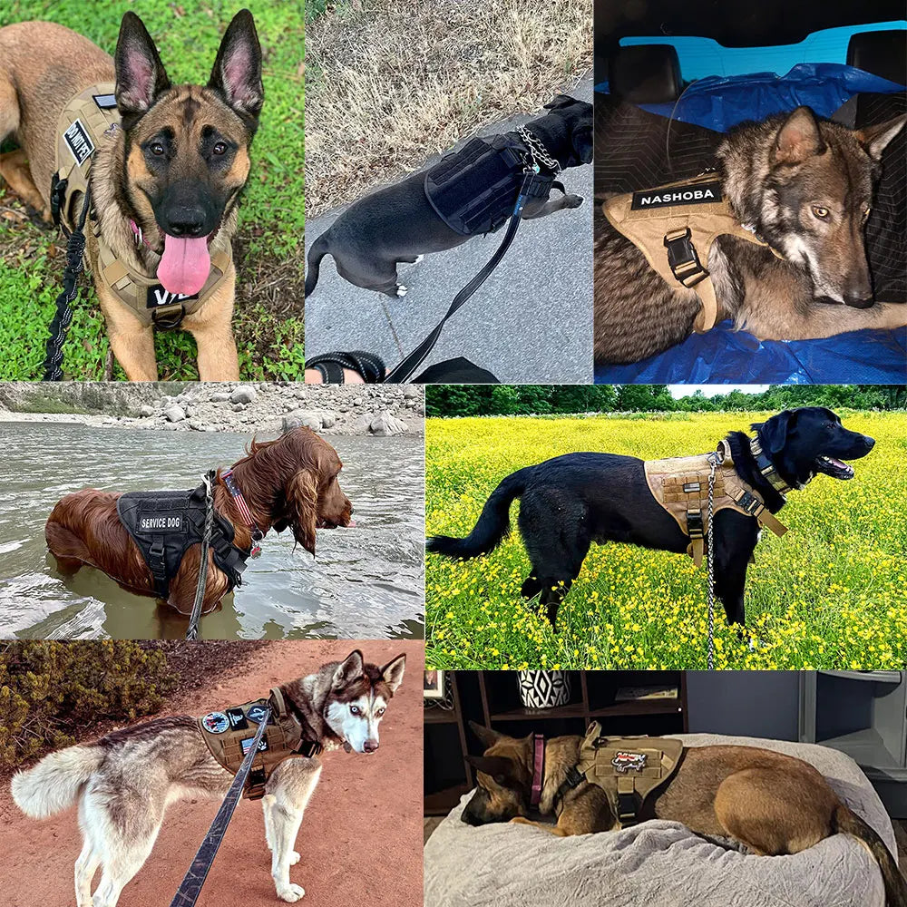 Large Dog Harness And Leash Set ,Training ,Walking Vest